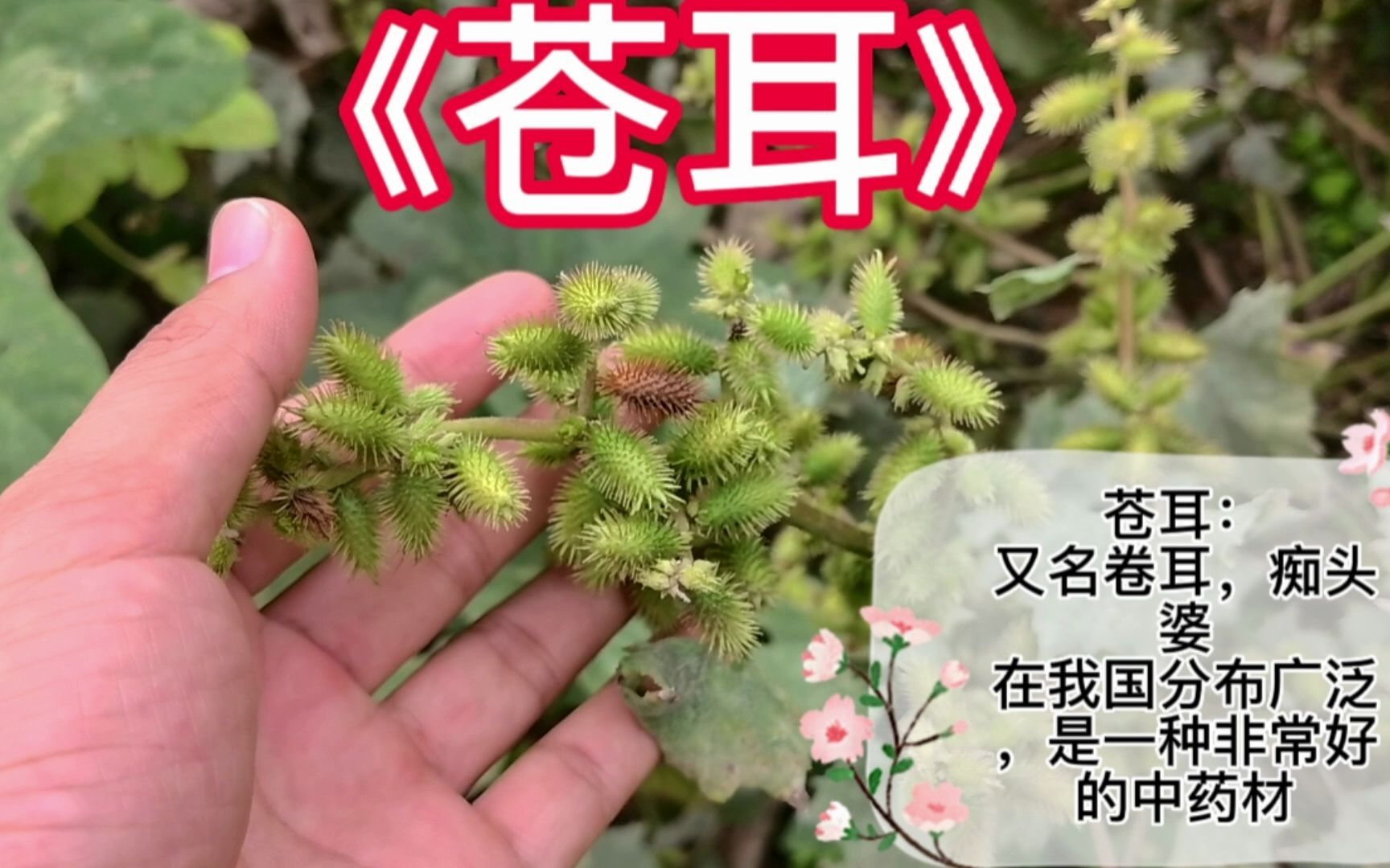 农村常见的植物"苍耳"又叫痴头婆,知道它可是个大宝贝