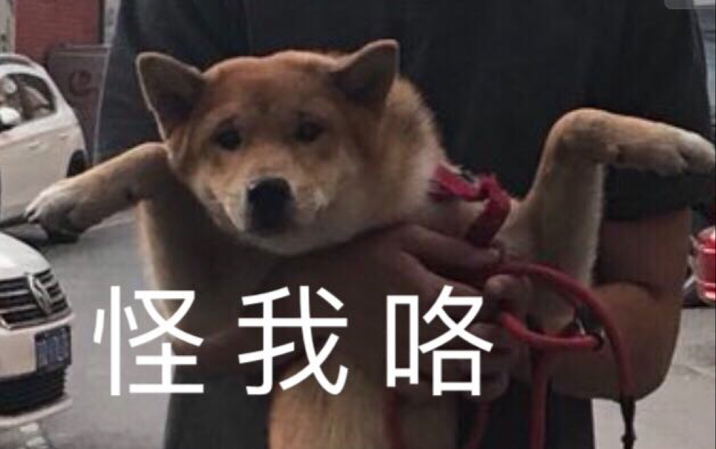 柴犬 柴猪的成长日记 从小可爱到不听话 哔哩哔哩 つロ干杯 Bilibili