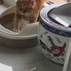 偷拍小猫咪上厕所被发现