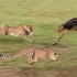 猎豹的极速捕食