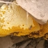 今天上山遇到晶莹剔透的野生蜂蜜，分享给大家！