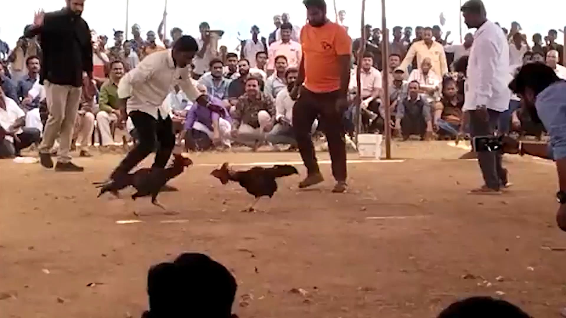 印度斗鸡比赛突发意外：2名男子被公鸡扑袭 流血过多身亡