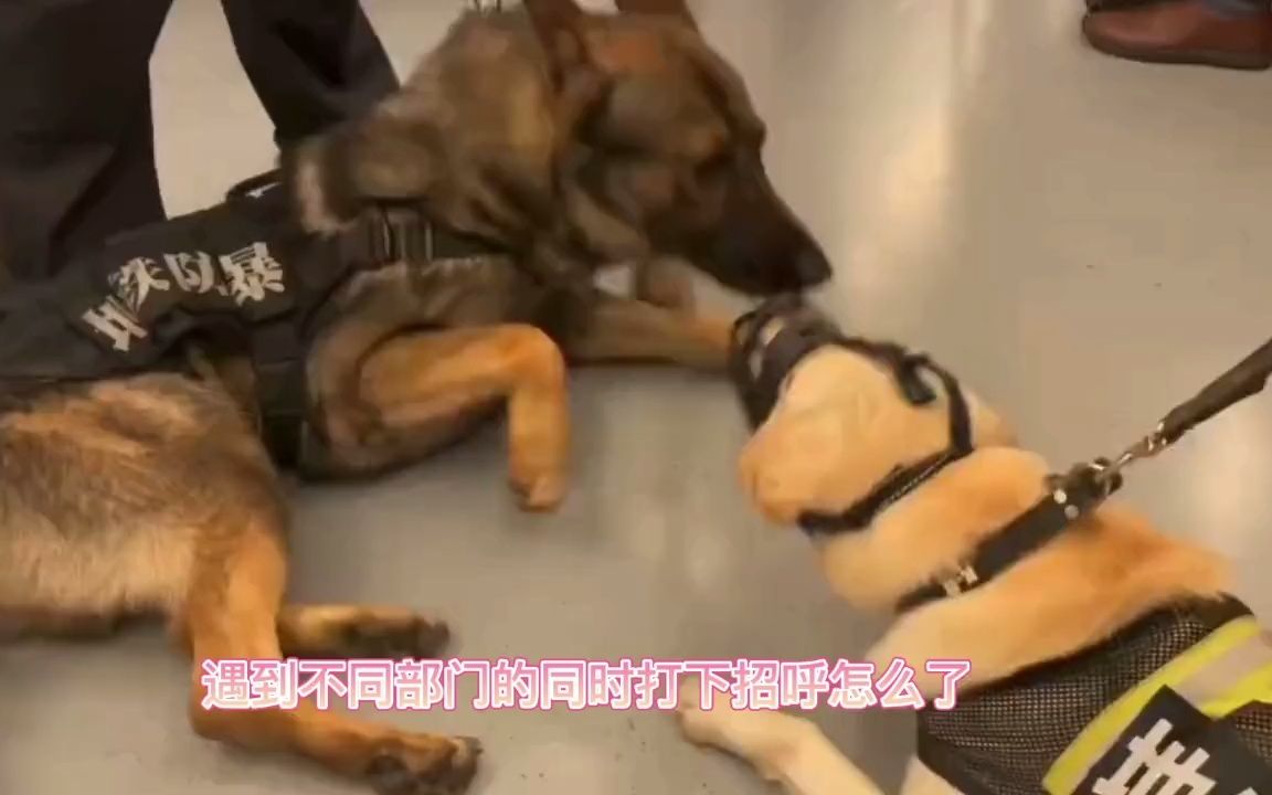 罕见的同框当防爆犬遇与上巡逻犬