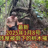 澳洲小哥（原始技术）2025年1月8号 原始技术：砖屋被倒下的树木摧毁