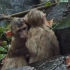 ①冰冷的倾盆大雨把两只小猴子直接浇透了，猴兄弟俩个互相依靠着取暖