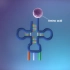 【高中生物3D动画】从DNA到蛋白质（转录，翻译）