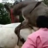驴马交配珍贵视频