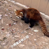 【小熊猫森林公园】妍·专业拉粑·妍