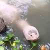 物种进化的终点是坤