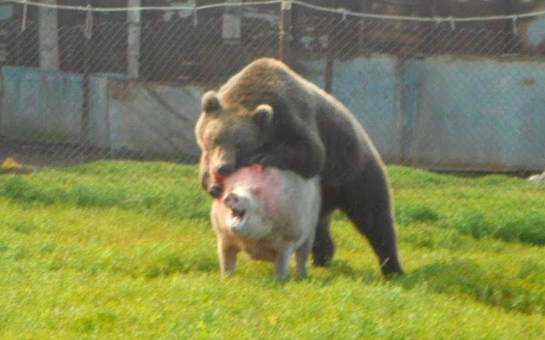 棕熊本想着抱着一只猪就跑，结果尴尬了！
