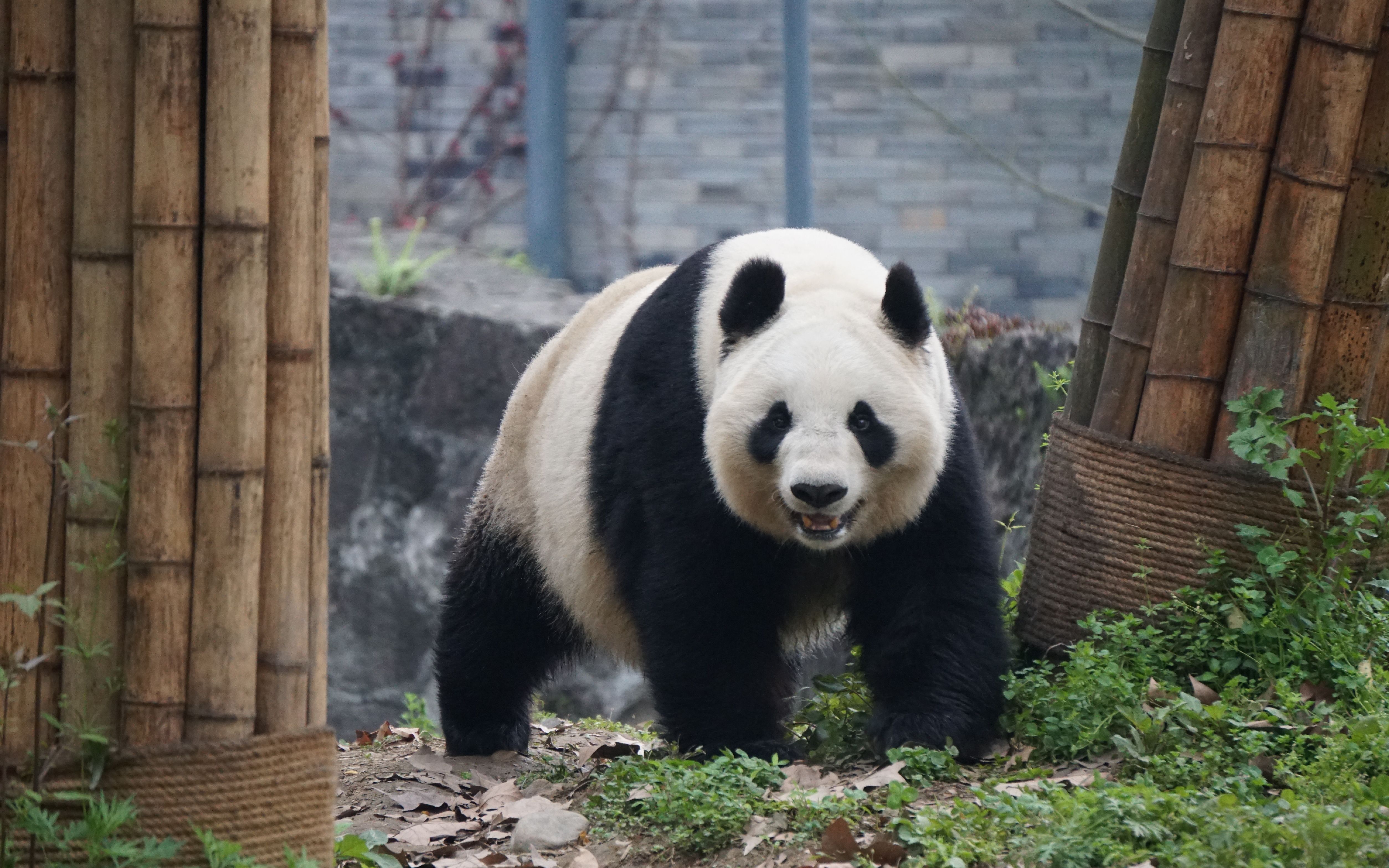【大熊猫】英英家族-网红大熊猫家族成员全汇总