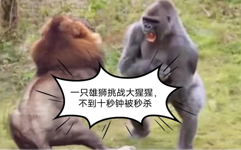 草原雄狮挑战一只大猩猩，被不到十来秒钟秒杀锁喉， 这战斗力没得说