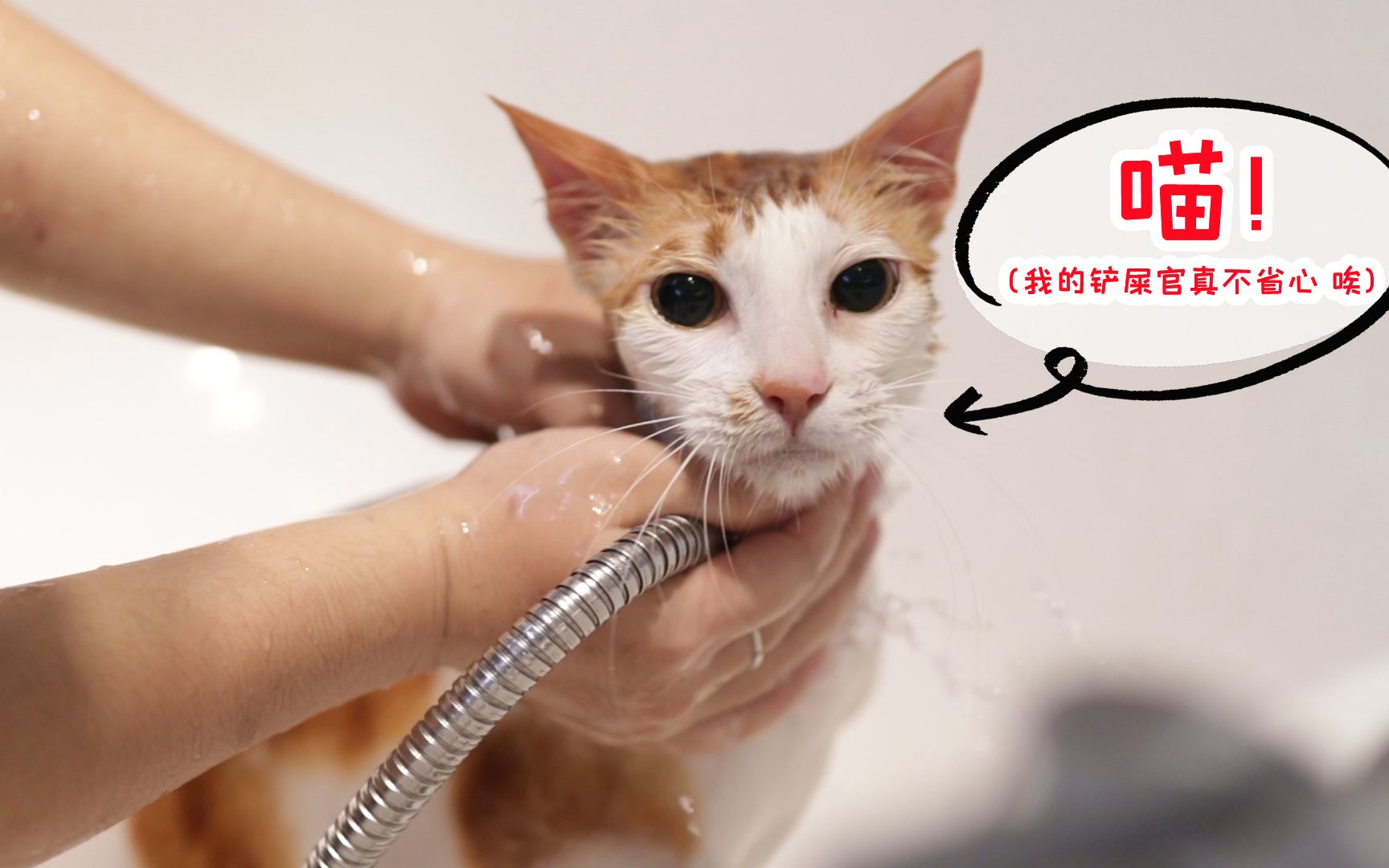 怎样正确的给猫洗澡（图文） - 知乎