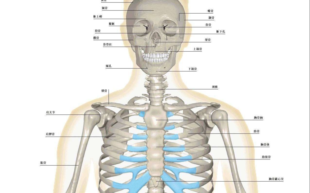 人体骨骼结构图图片素材-编号07176677-图行天下