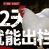 【食录】一年吃掉50亿只，42天就出栏的白羽鸡会有什么问题吗？