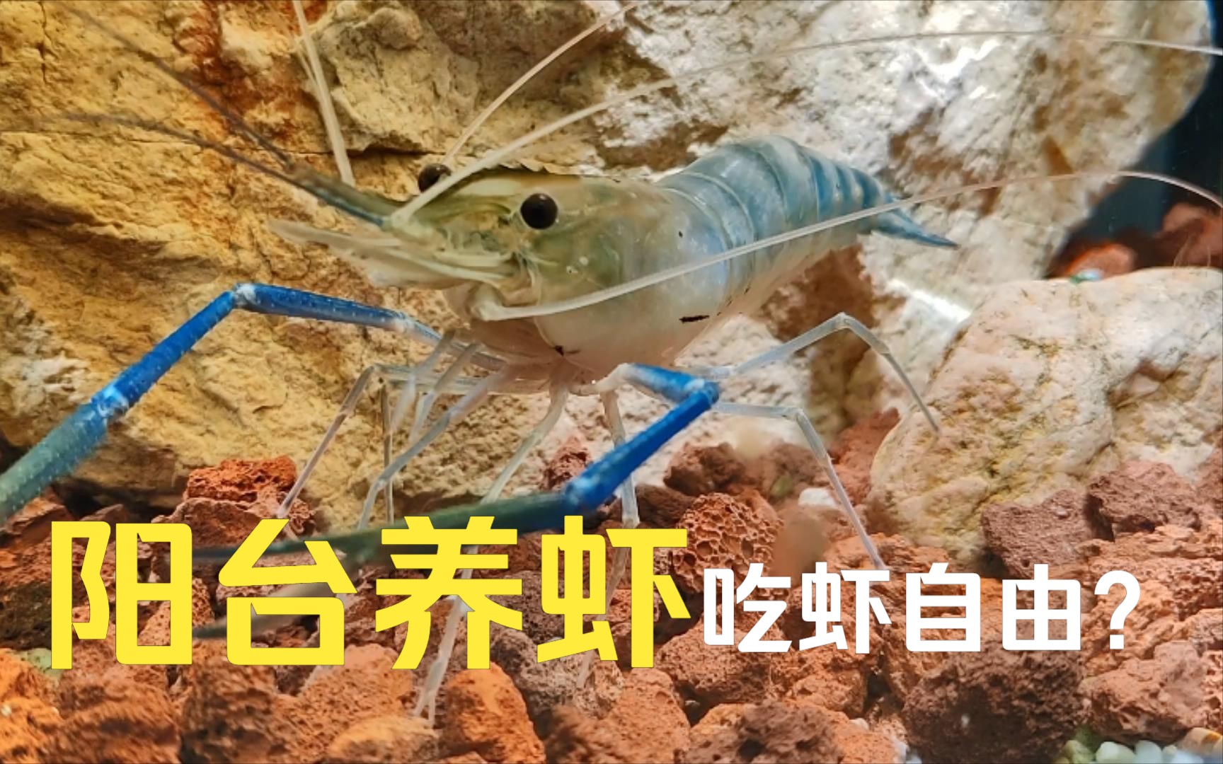 罗氏虾阳台养殖，实现吃虾自由？