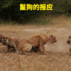 鬣狗群调戏小母狮，简直丧心病狂，转眼就被雄狮干掉