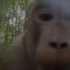 【WWF】婆罗洲拍摄云豹背后的故事