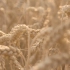 空镜头视频素材 麦子麦田收获丰收 素材分享