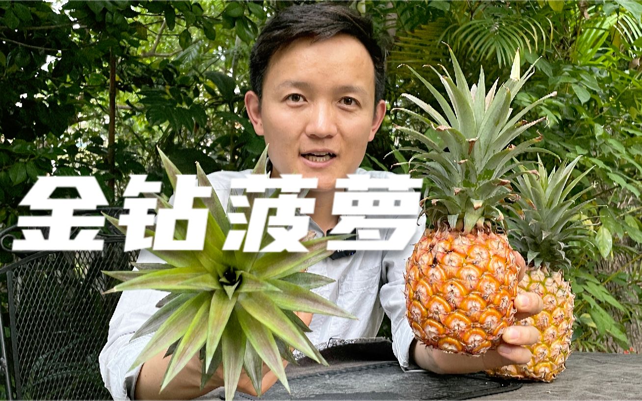 【水果猎人】徐闻最好吃的菠萝品种：金钻凤梨！