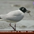 【浙江杭州】杭州“爱鸟周”启动 已有354种鸟类在杭州“安家”（小强热线 2019年4月13日）