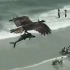 美国女子海滩上拍到惊奇画面：一只鹰抓着鲨鱼在飞