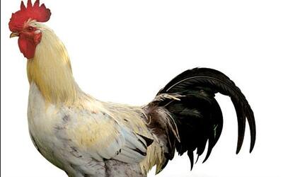 (史上最怂玩家)吃鸡遇见中国人,狂飙英语都以为