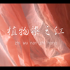 植物染之苏木染布，染出渐变中国“红