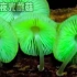 【海洋生物】神奇夜光蘑菇谁不想拥有一个呢～也太美轮美奂了吧！