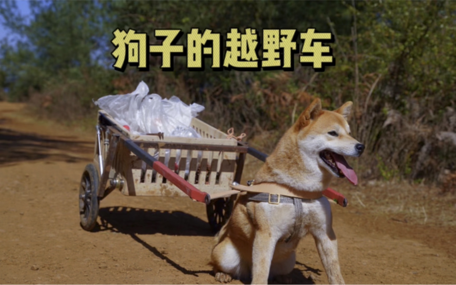 狗子会晕车，于是主人给狗子做了一辆它可以驾驶的越野车