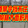 中央督察组通报，违规施工致广西200多亩红树林受损