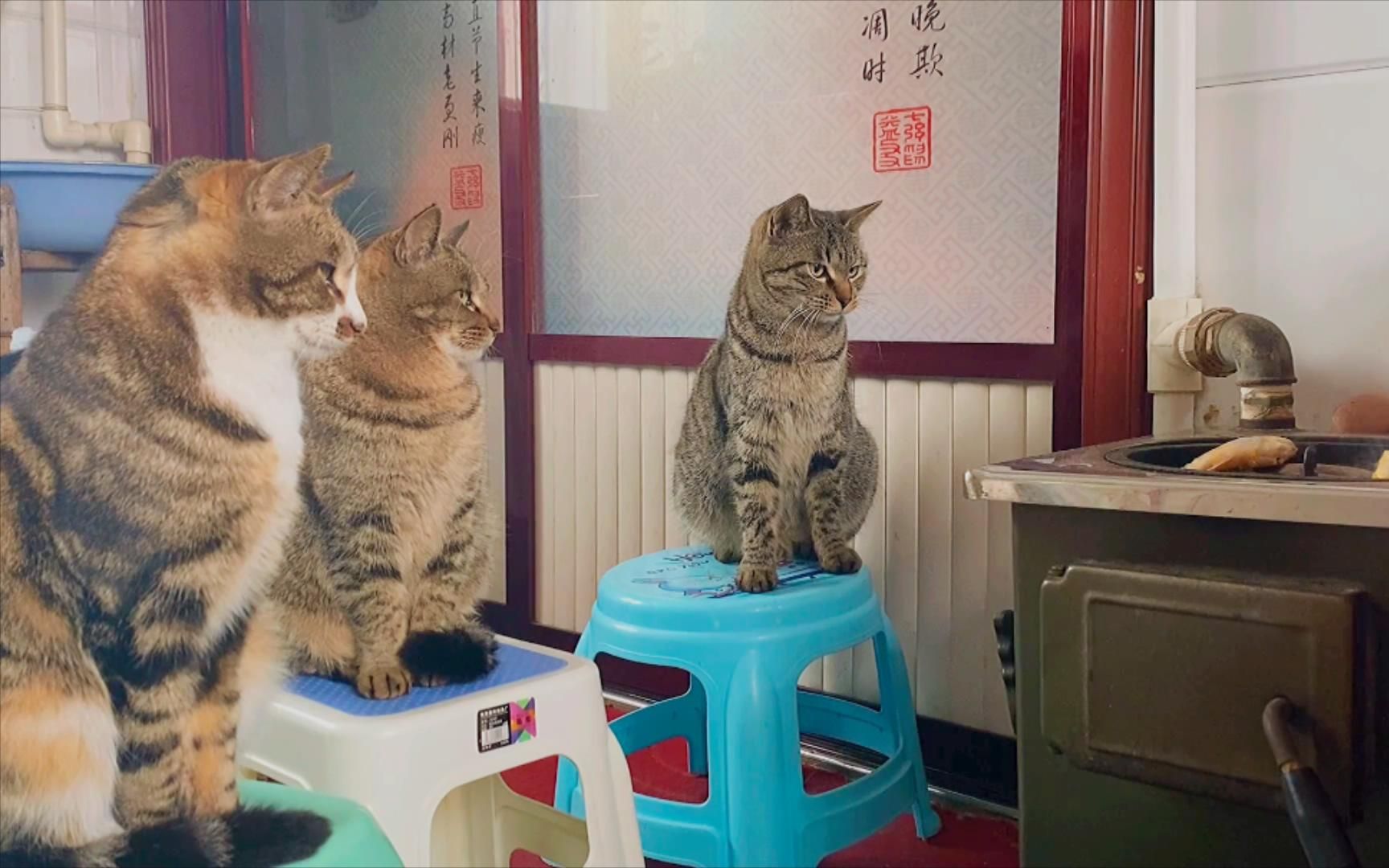 当着4只猫的面烤鱼，看你们能装多久！