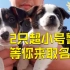 南京地铁公安超小号警犬兄弟征名中 选中就有机会与警犬
