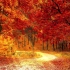 【白噪音】【学习向】【放松】秋天的森林丨落叶声+清脆悠扬的鸟叫声
