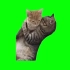 【转载切分P】稀有猫meme绿幕GB素材（自选）-20.亲热猫