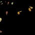 【绿幕素材】适合秋天的落叶叠加效果无版权无水印自取［1080 HD]