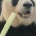【转载抖音】熊猫吃竹子