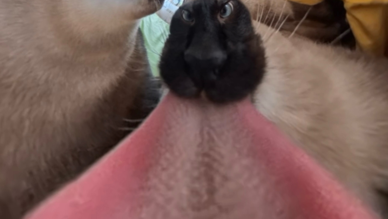 我的猫禁止我继续使用360相机