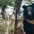 全中国最好看的狼熊虎，就在南京红山动物园