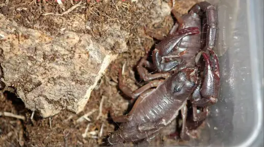 开箱 世界上最大的蝎子-红爪雨林蝎,绝实帅呆了