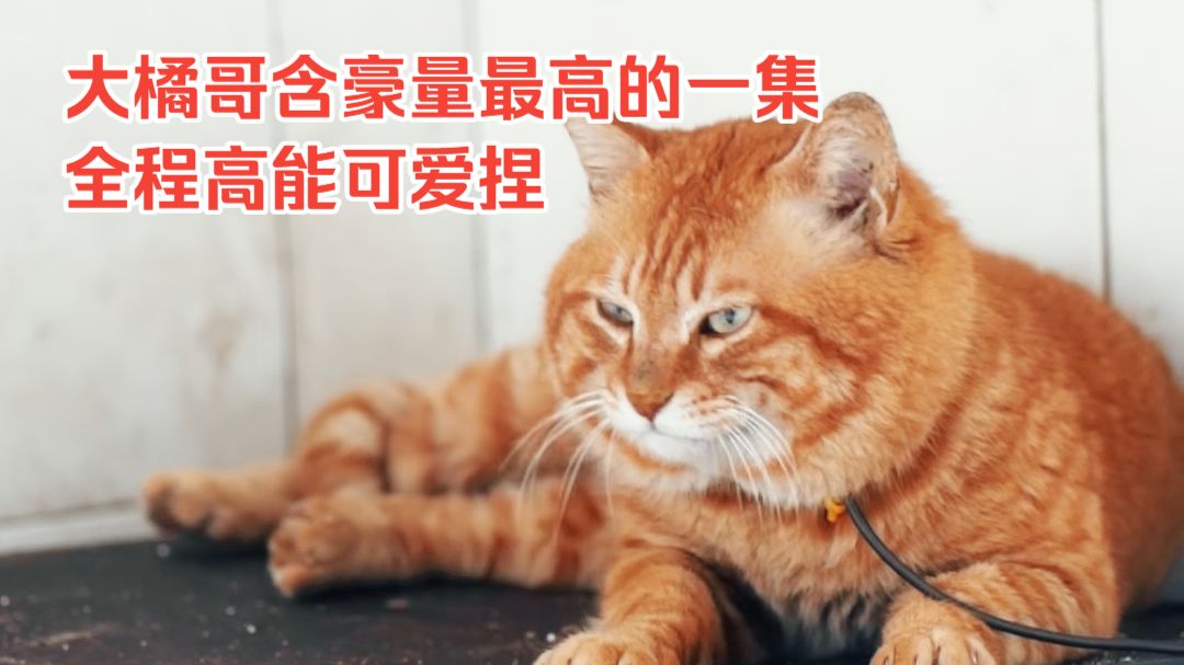大橘哥146-全程高能可爱捏