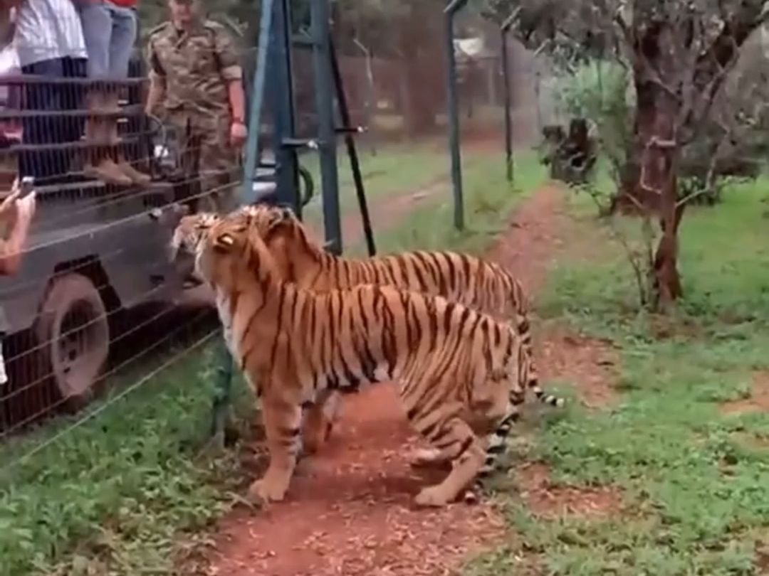 That's a scary bounce for a tiger.