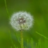 空镜头视频 蒲公英夏季花朵微风 素材分享