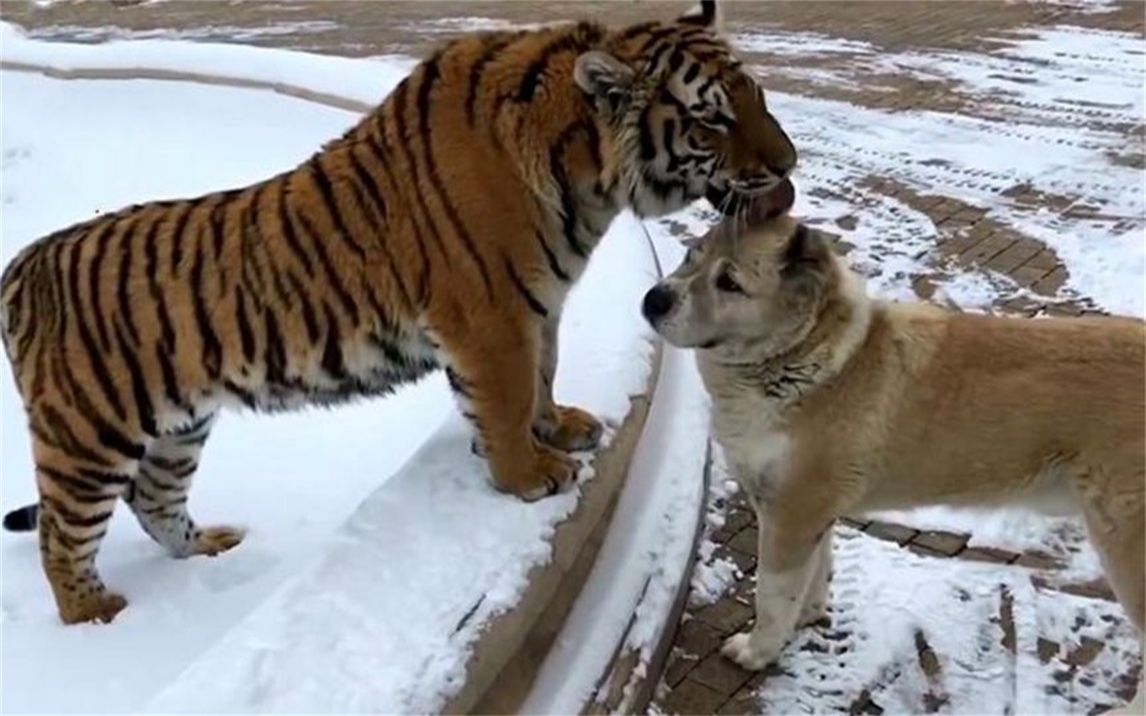 狗狗去看望一起长大的老虎，老虎一下就认出了它，虎：感动不？