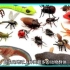 昆虫世界大揭秘：神秘的昆虫种类与生活习性