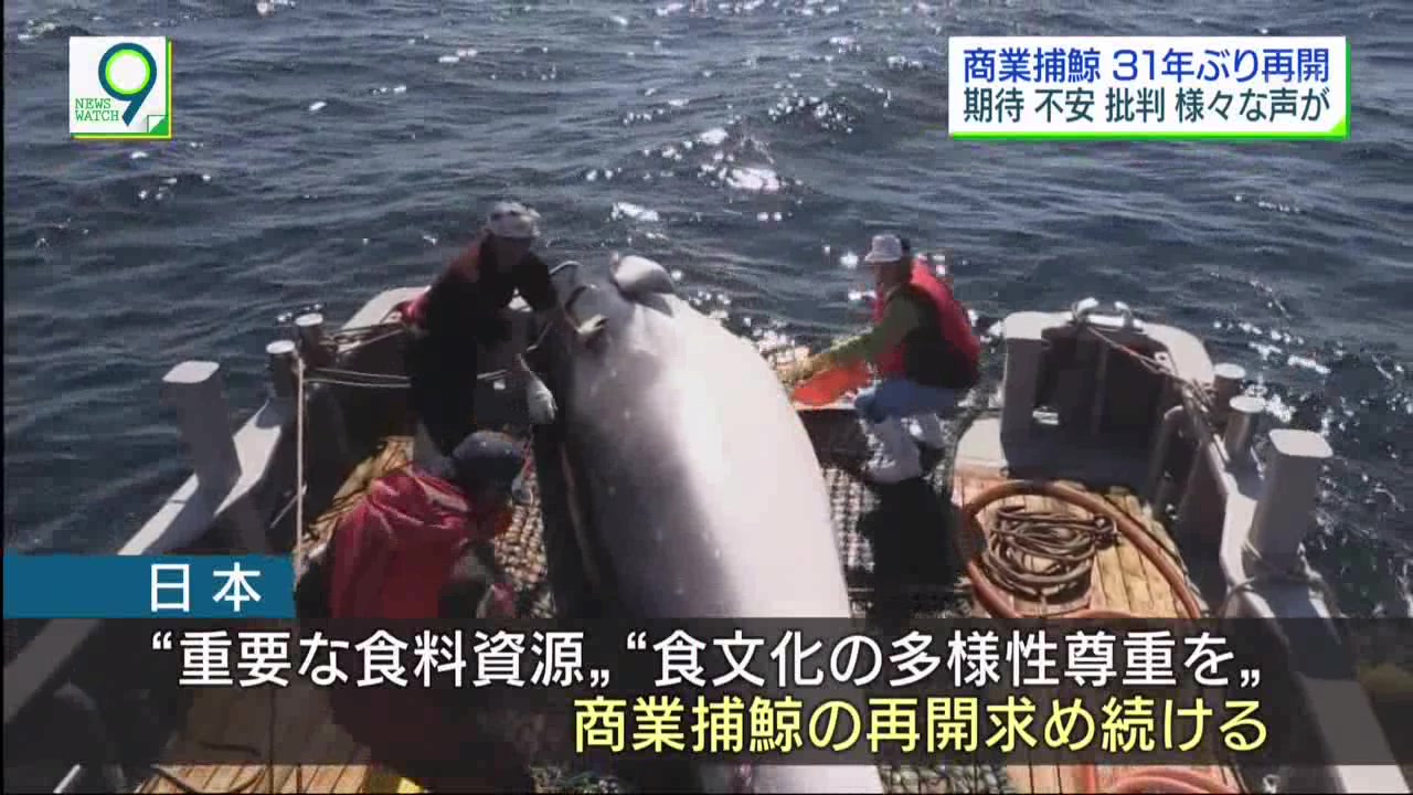 ニュースウオッチ9 日本商業捕鯨再開報導 民眾反應 日本捕鯨 生肉 哔哩哔哩 つロ干杯 Bilibili