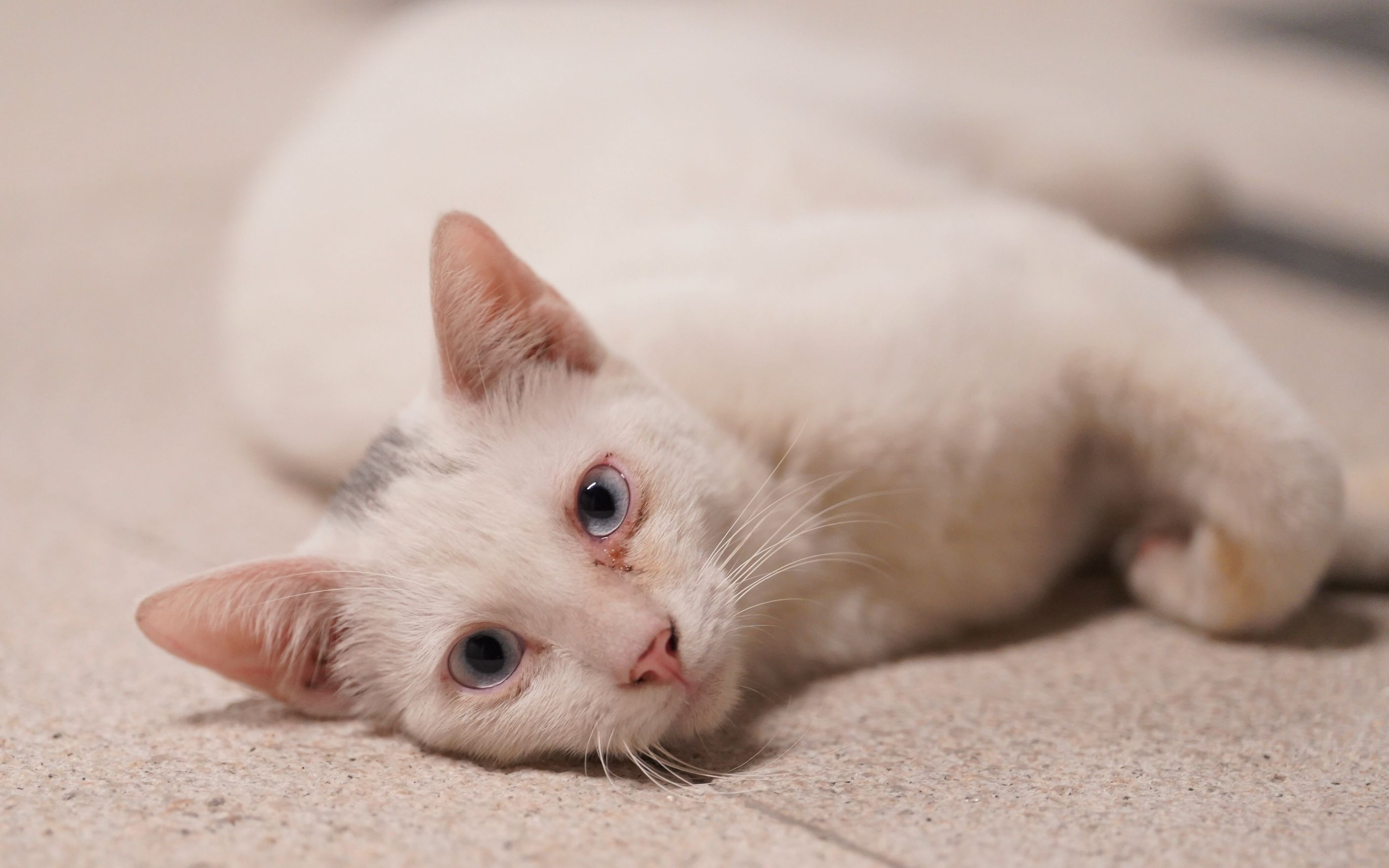 Stories of Adopting Stray Cats 1--Straying