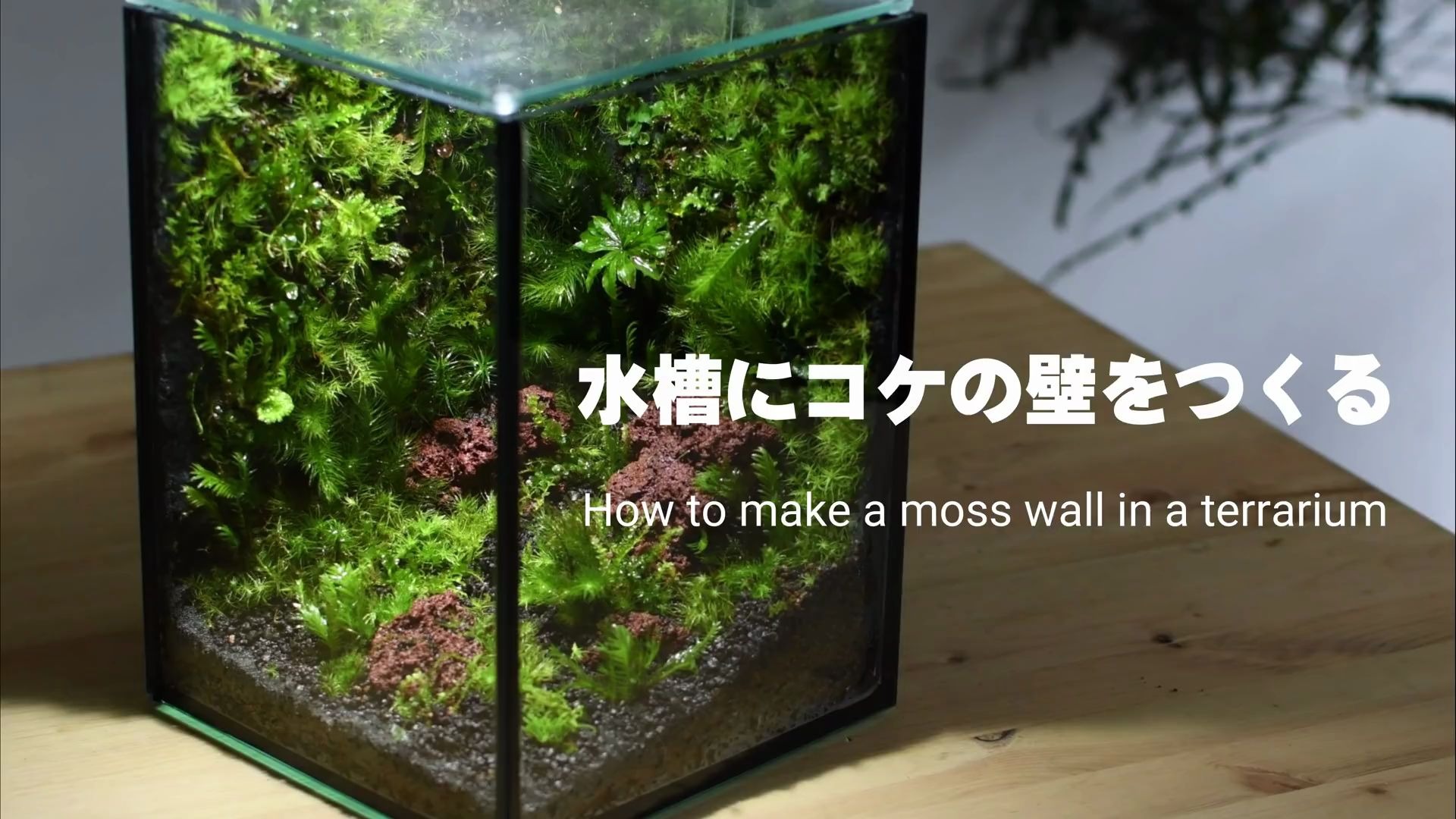 使水草缸植物栩栩如生如何制作在玻璃缸容器中的苔藓墙造景 哔哩哔哩 つロ干杯 Bilibili