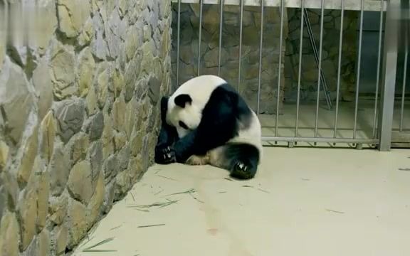 大熊猫昭美-产下一雌性宝宝