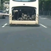 一大巴车，居然公然在大马路上车震